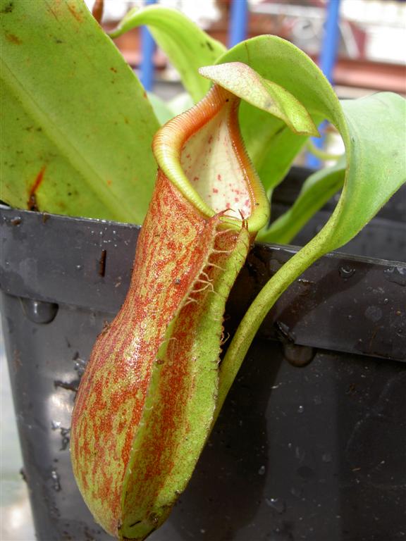 Nepenthes adrianii